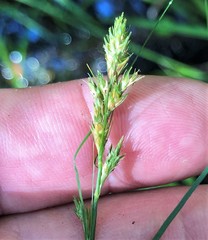Carex alata