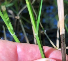 Carex alata