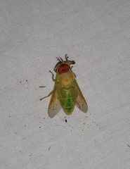 Chlorotabanus crepuscularis