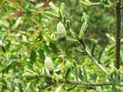 Abies vejarii