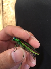 Chrysochroa fulgidissima