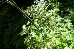 Veratrum viride eschscholtzianum