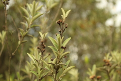 Lepidaploa karstenii