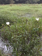 Hibiscus laevis