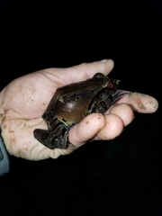 Leptodactylus pentadactylus