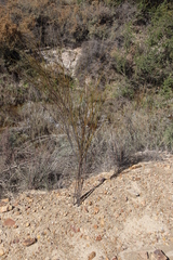 Thesium spicatum