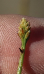 Thesium spicatum