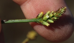 Thesium spicatum