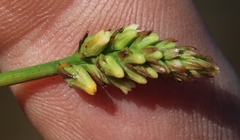 Thesium spicatum