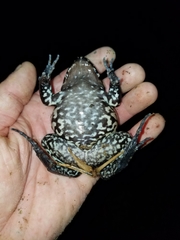 Leptodactylus pentadactylus