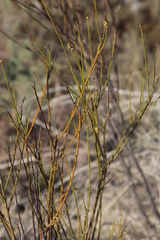 Thesium spicatum