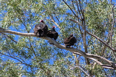 Cathartes aura