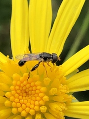 Syritta pipiens