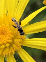 Syritta pipiens