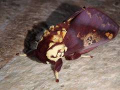 Citheronia phoronea