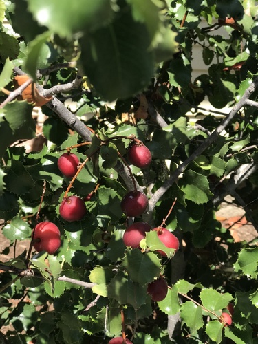 iNaturalist observation photo of hollyleaf cherry