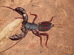 Mastigoproctus maximus