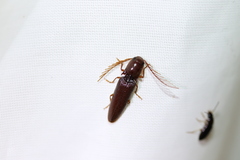 Dicrepidius palmatus