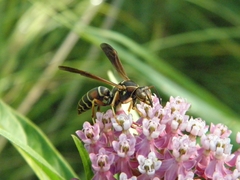 Polistes fuscatus