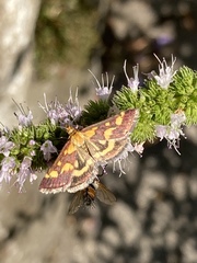 Pyrausta aurata