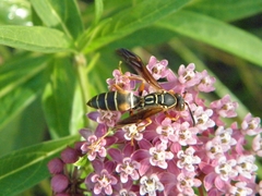 Polistes fuscatus