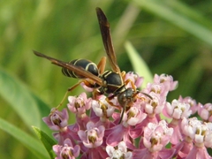 Polistes fuscatus