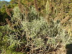 Echium virescens