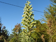 Echium virescens