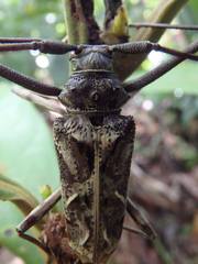Macropophora accentifer