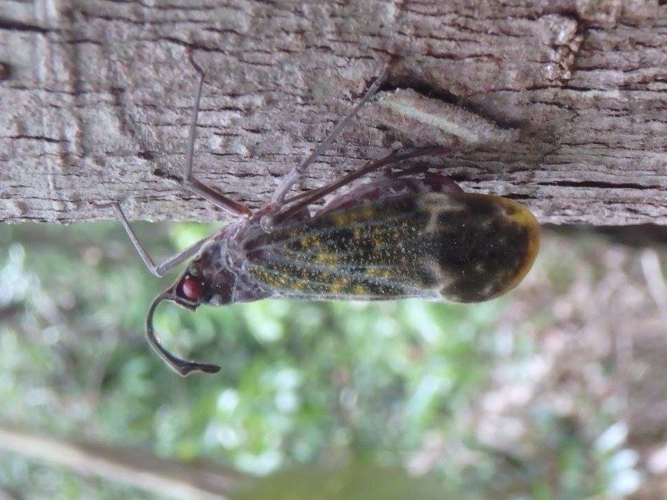 Enchophora recurva