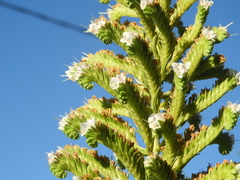 Echium virescens