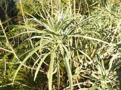 Echium virescens
