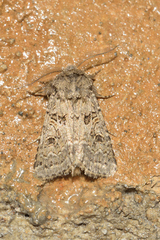 Spodoptera hipparis