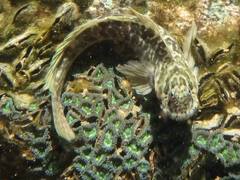 Rockpool Blenny photo 2