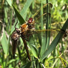Proctacanthus gracilis