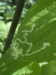 Liriomyza carphephori