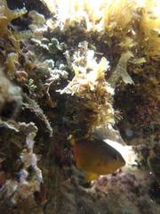 Stegastes variabilis