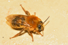 Diphaglossinae