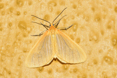 Eubaphe