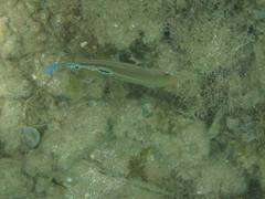 Halichoeres brasiliensis