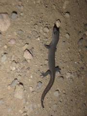 Coleodactylus meridionalis