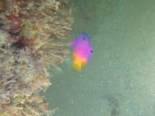 Brazilian basslet (Gramma brasiliensis) — Grammatidae — 2