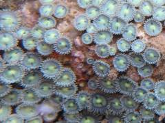 Zoantharia