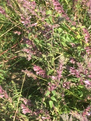 Odontites vulgaris