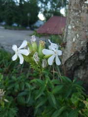 Saponaria officinalis