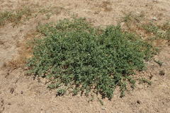 Atriplex suberecta