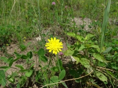 Pilosella flagellaris