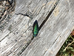 Buprestis adjecta