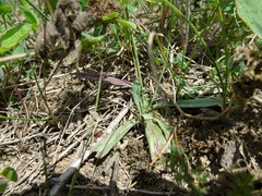 Pilosella flagellaris