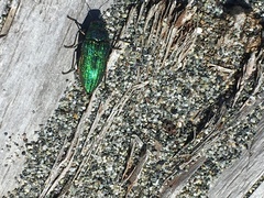 Buprestis adjecta